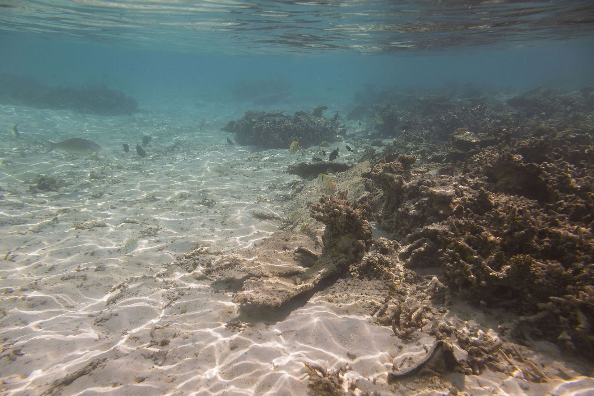 海洋沉積物.jpg