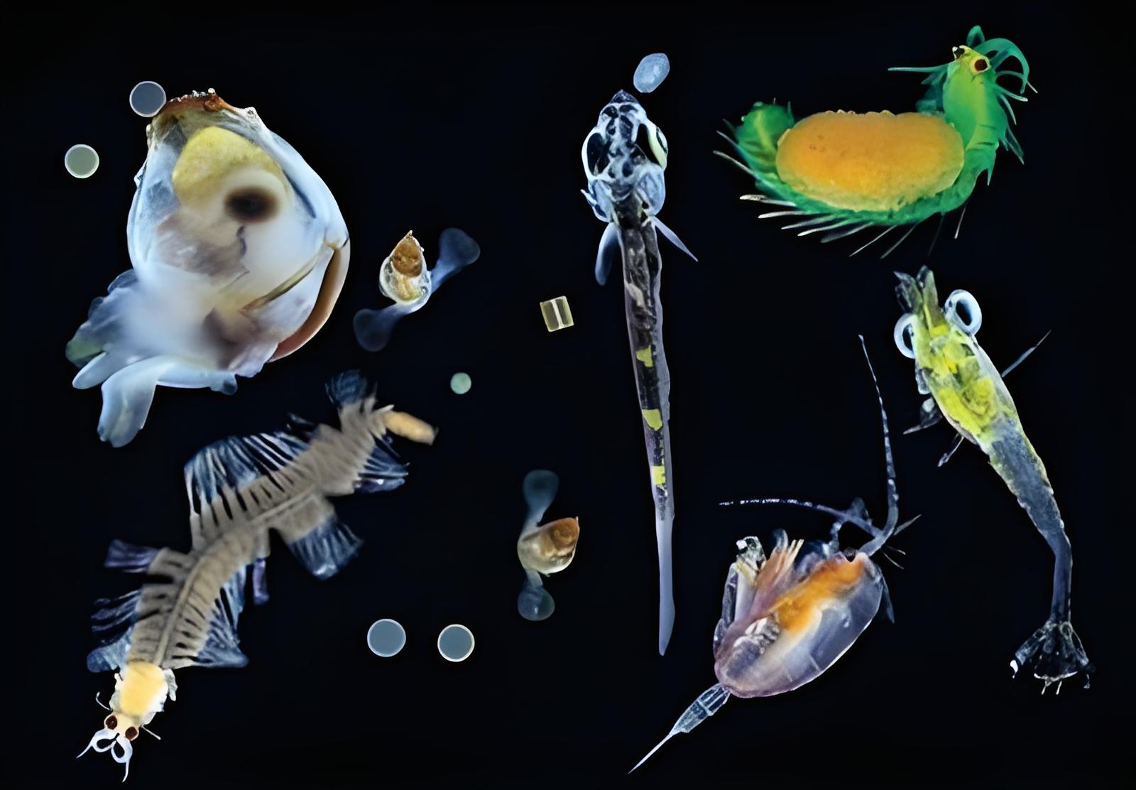 海洋生物體分析.jpg