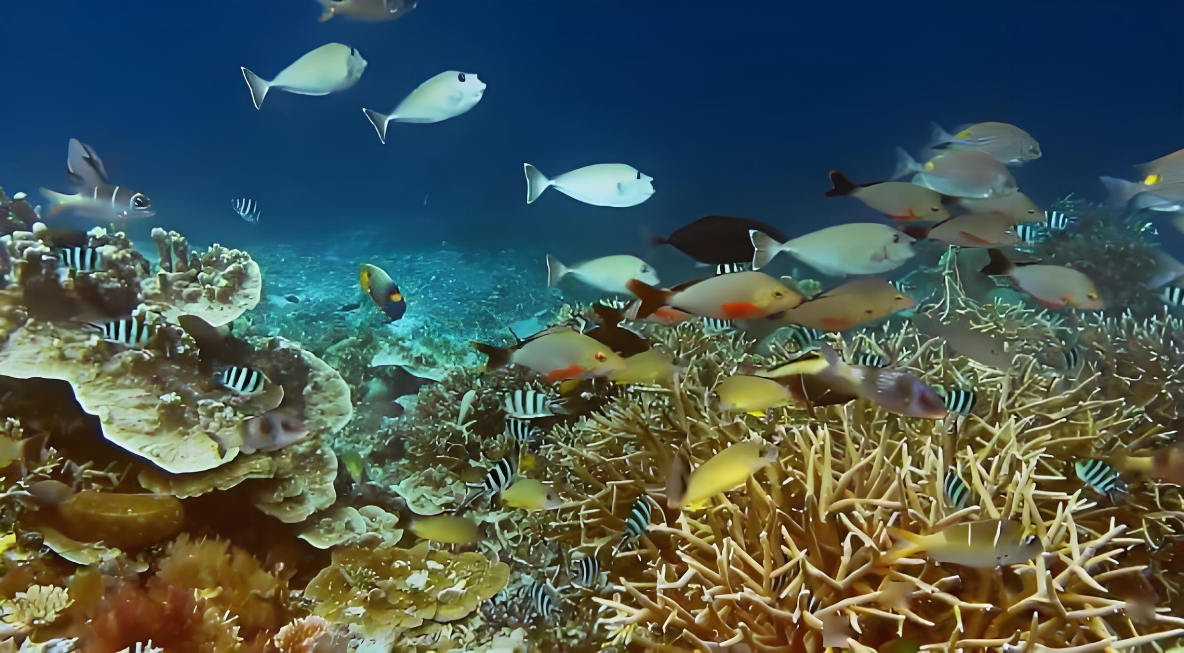 海洋生物調(diào)查.jpg